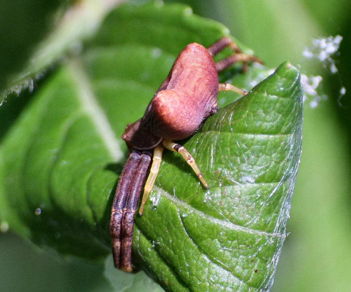 Pistius truncatus - Lesmo (MB)